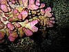 IMG_9804.JPG