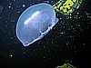IMG_9813.JPG