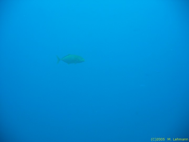 IMG_9846.JPG