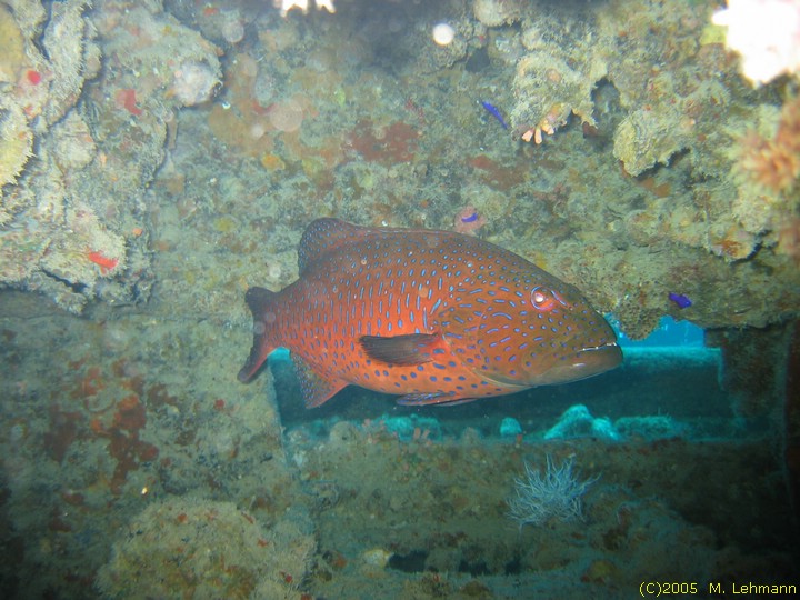 IMG_9848.JPG