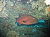 IMG_9848.JPG