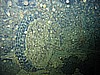 IMG_9877.JPG
