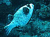 IMG_0020.JPG