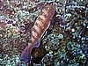 IMG_0045.JPG