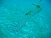 IMG_0241.JPG