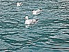 IMG_0245.JPG