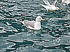 IMG_0247.JPG
