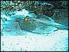 IMG_0706.JPG