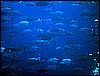 IMG_0784.JPG