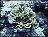 IMG_0887.JPG
