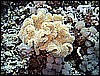 IMG_0899.JPG