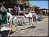 IMG_0922.JPG