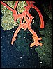 IMG_0936.JPG