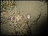 IMG_1081.JPG