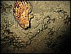 IMG_1086.JPG