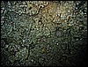 IMG_1100.JPG
