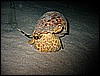 IMG_1108.JPG