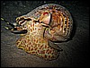 IMG_1109.JPG