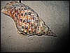 IMG_1110.JPG
