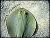 IMG_1194.JPG