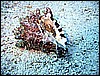 IMG_1218.JPG