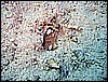 IMG_1219.JPG
