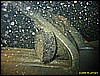 IMG_1737.JPG