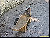 IMG_2271.JPG