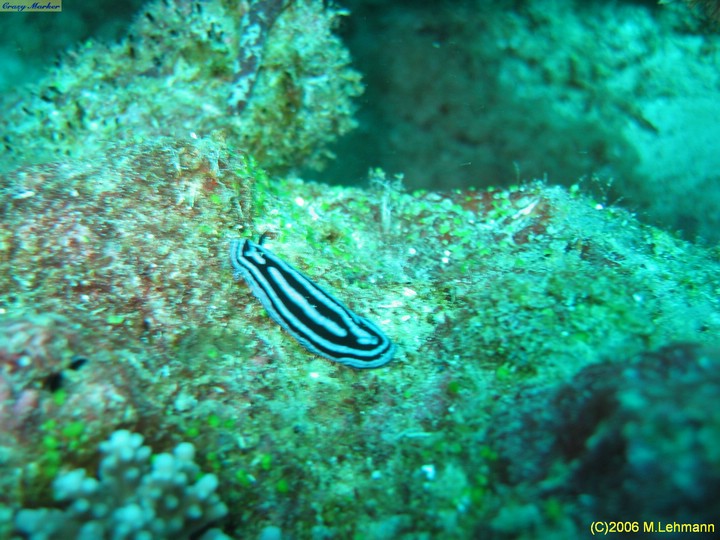 IMG_2467.JPG