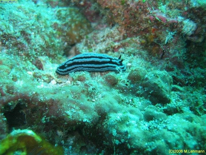 IMG_2510.JPG
