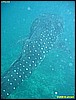 IMG_2441.JPG