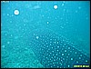 IMG_2445.JPG