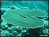 IMG_2451.JPG