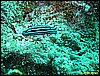IMG_2509.JPG