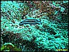 IMG_2510.JPG