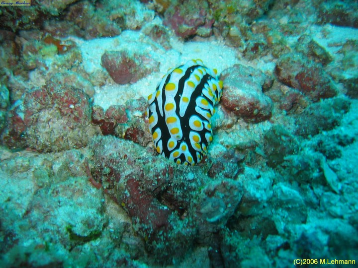 IMG_2602.JPG