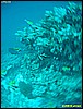 IMG_2572.JPG