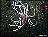 IMG_2641.JPG