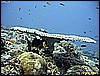 IMG_2743.JPG