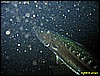 IMG_2868.JPG