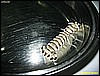 IMG_2903.JPG