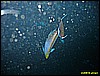 IMG_2920.JPG