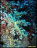 IMG_3017.JPG