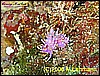 IMG_3600_2.jpg