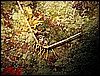 IMG_3984.JPG