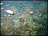 IMG_4011.JPG