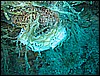 IMG_4236.JPG