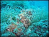 IMG_4239.JPG