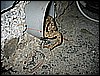 IMG_4265.JPG