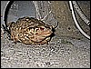 IMG_4270.JPG